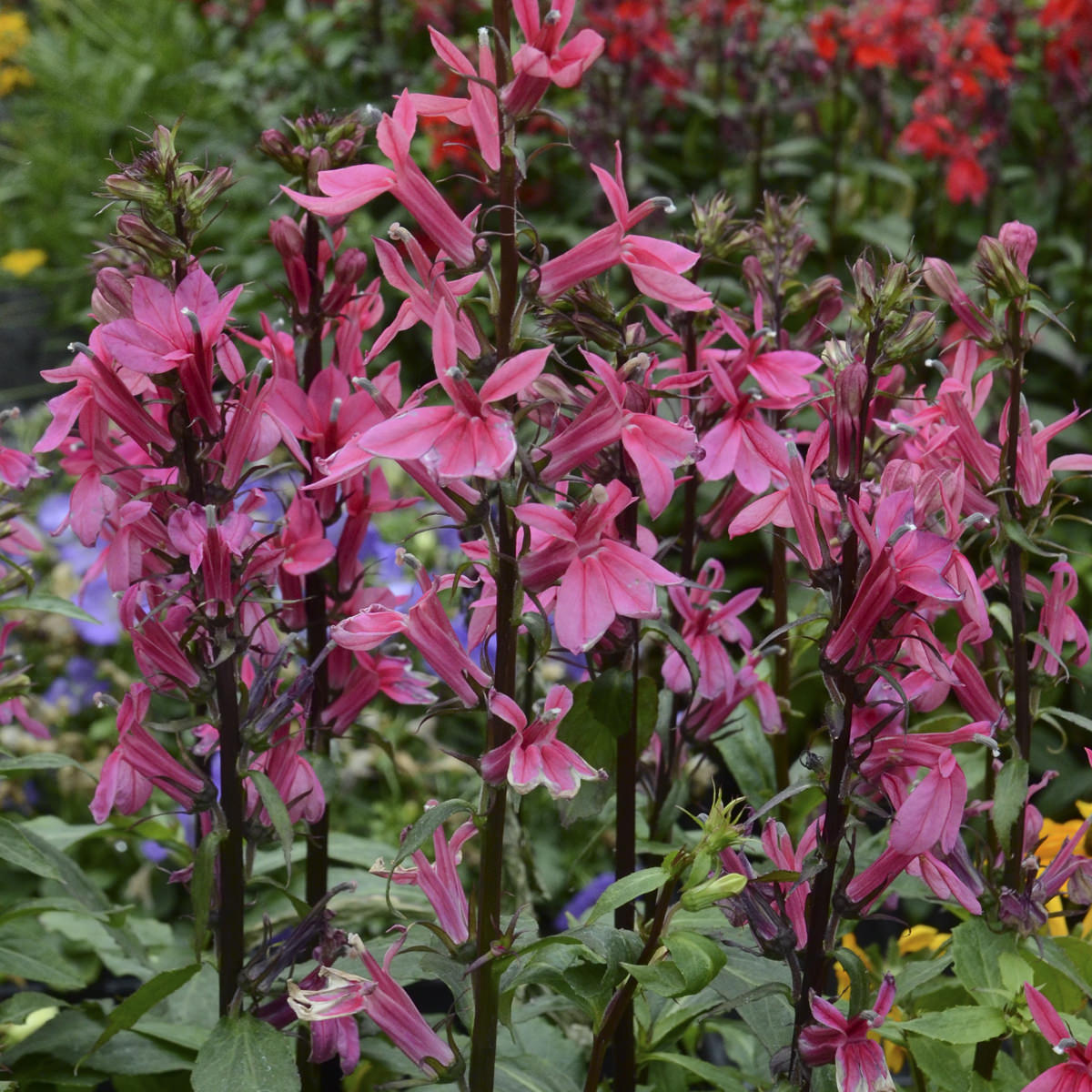 Close up of tall, vibrant pink Starship™ Rose Cardinal Flower (Lobelia) with elongated petals and dark stems stands out among green foliage, with clusters of red and yellow blooms softly blurred in the background - Photo Courtesy of Walters Gardens, Inc.