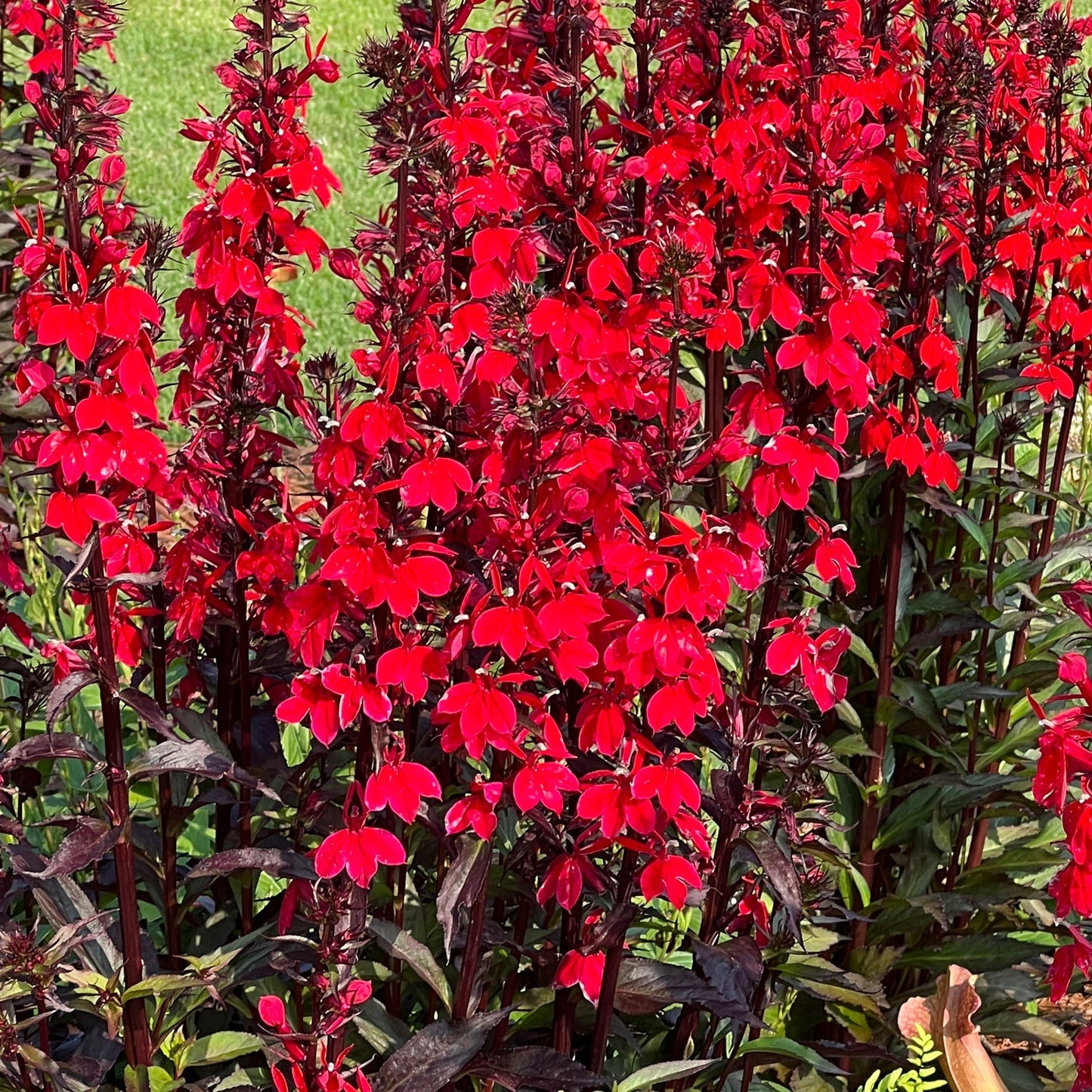 Tall spikes of vibrant red blooms from the Starship™ Scarlet Bronze Leaf Cardinal Flower (Lobelia) stand closely together, highlighted by dark green and burgundy foliage against a backdrop of lush garden grass - Photo Property of Garden Crossings LLC.