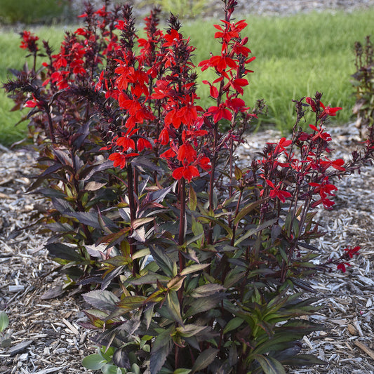 Tall plants with deep green and purple leaves, including the vibrant Starship™ Scarlet Bronze Leaf Cardinal Flower (Lobelia), bloom in a mulched garden bed with green grass in the background - Photo Courtesy of Walters Gardens, Inc.
