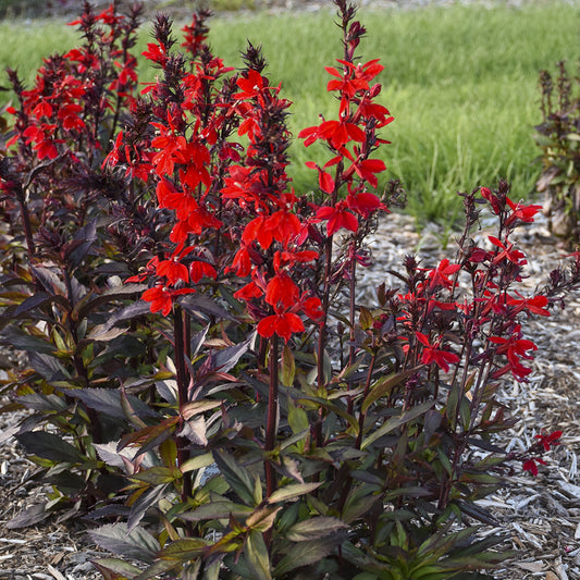 Clusters of vibrant red Starship™ Scarlet Bronze Leaf Cardinal Flower (Lobelia) bloom among dark purple-green leaves in a mulched garden bed, with green grass visible in the background - Photo Courtesy of Walters Gardens, Inc.