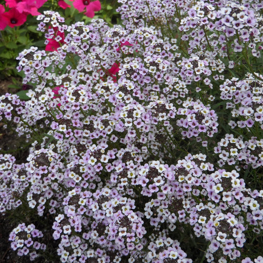 A cluster of small, delicate white and pale purple Blushing Princess® Sweet Alyssum (Lobularia) blooms densely, with bright pink flowers and green leaves in the background - Photo Property of Garden Crossings LLC.