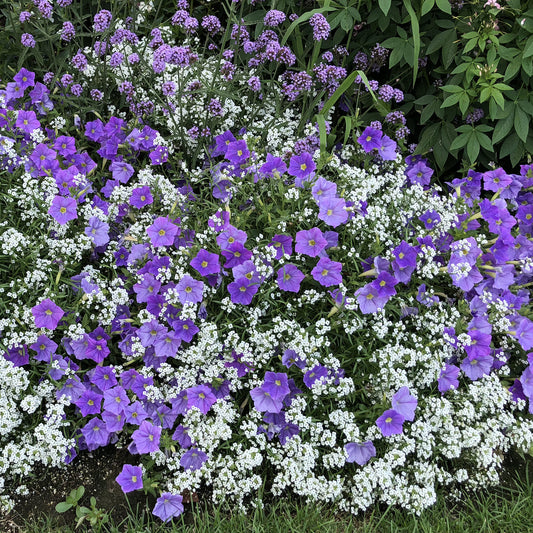 Snow Princess® Sweet Alyssum (Lobularia) - Photo Property of Garden Crossings LLC