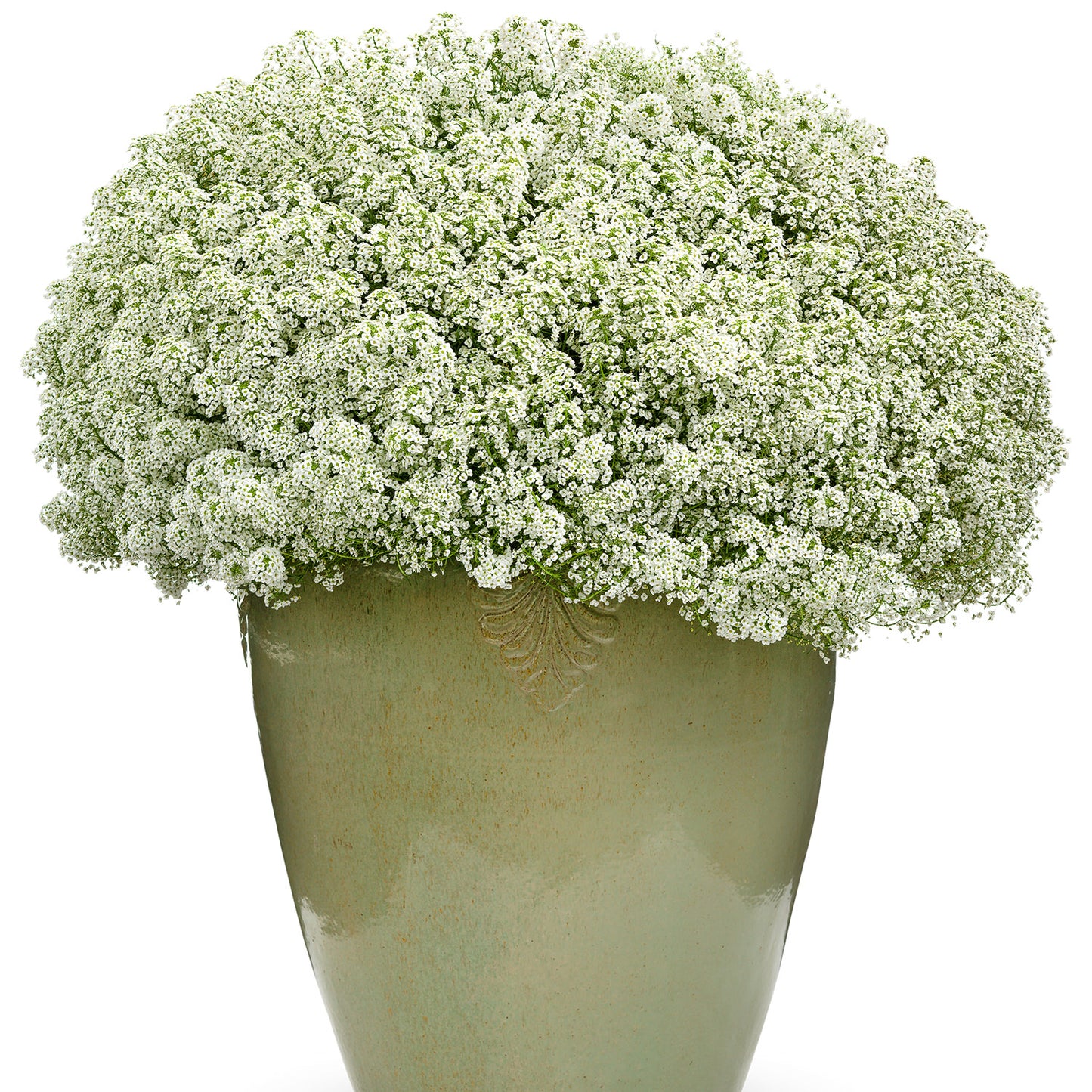 A lush bouquet of fragrant white blooms, resembling Snow Princess® Sweet Alyssum (Lobularia), artfully arranged in a tall, glossy light green ceramic vase with a delicate leaf motif on the front - Photo Courtesy of Proven Winners, Inc. Decorative pot not included.