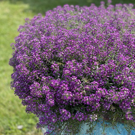 A dense cluster of Violet Knight® Sweet Alyssum (Lobularia) blooms overflows from a planter outdoors, with vibrant purple flowers and a blurred green grassy background - Photo Property of Garden Crossings LLC.