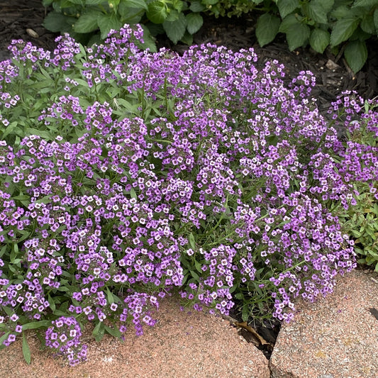 Violet Knight® Sweet Alyssum (Lobularia) - Photo Property of Garden Crossings LLC