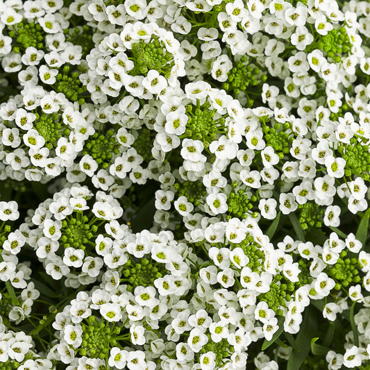 White Knight® Sweet Alyssum (Lobularia) - Photo Courtesy of Proven Winners, Inc.