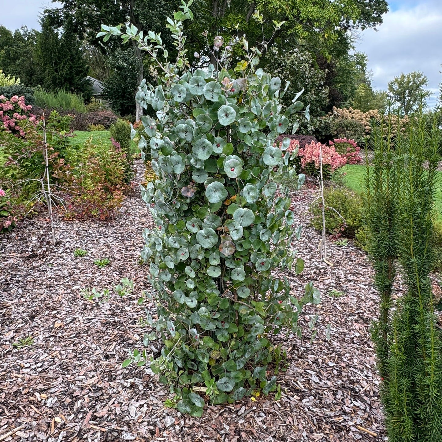 A small eucalyptus tree with round, silvery-green leaves grows upright in a mulched garden bed, surrounded by Kintzley's Ghost® Honeysuckle (Lonicera) and other shrubs and trees with lush green and pink foliage. - Photo Property of Garden Crossings LLC