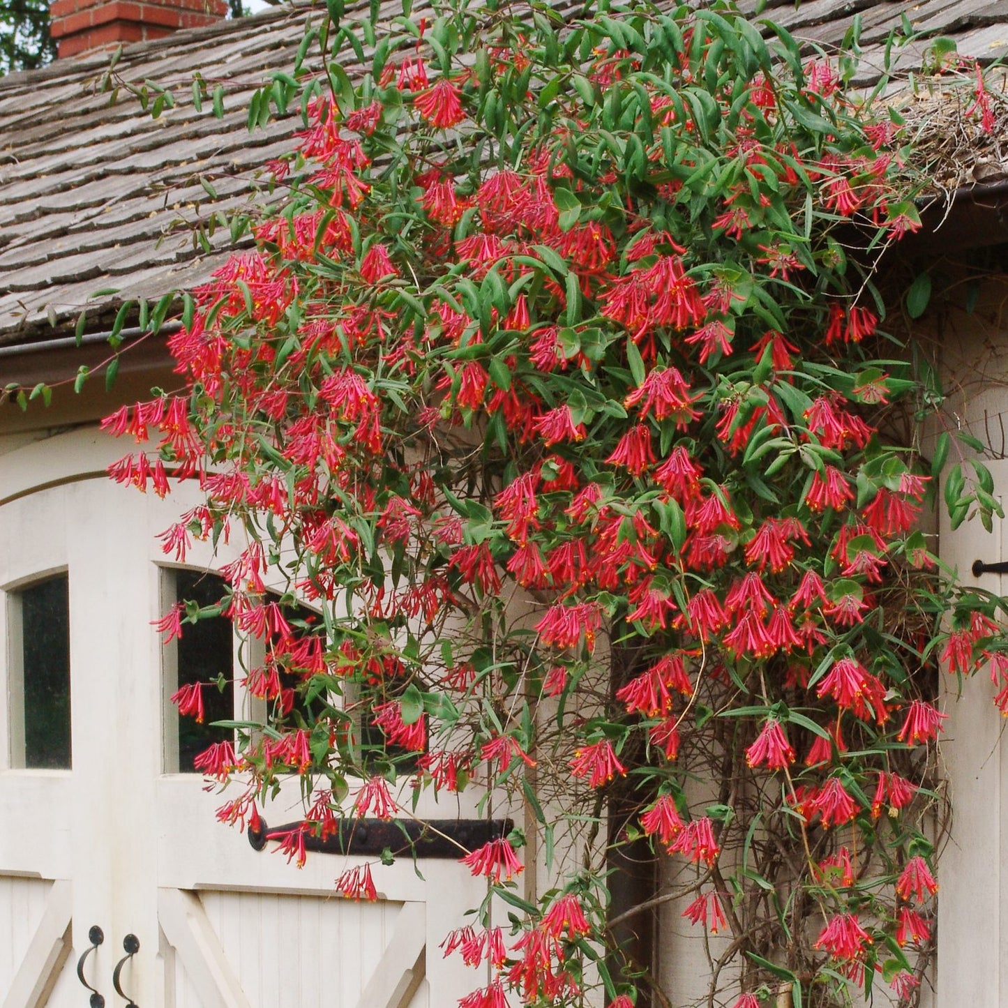 A 'Major Wheeler' Honeysuckle Vine (Lonicera) climbs a beige wooden building, its green leaves and clusters of red, trumpet-shaped flowers creating a vibrant display against the shingled roof - Photo Property of Garden Crossings LLC.