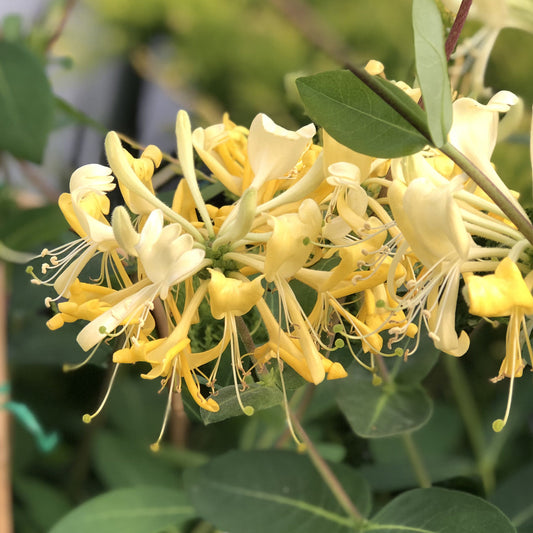 Scentsation' Honeysuckle Vine (Lonicera) - Photo Property of Garden Crossings LLC