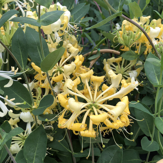 Scentsation' Honeysuckle Vine (Lonicera) - Photo Property of Garden Crossings LLC