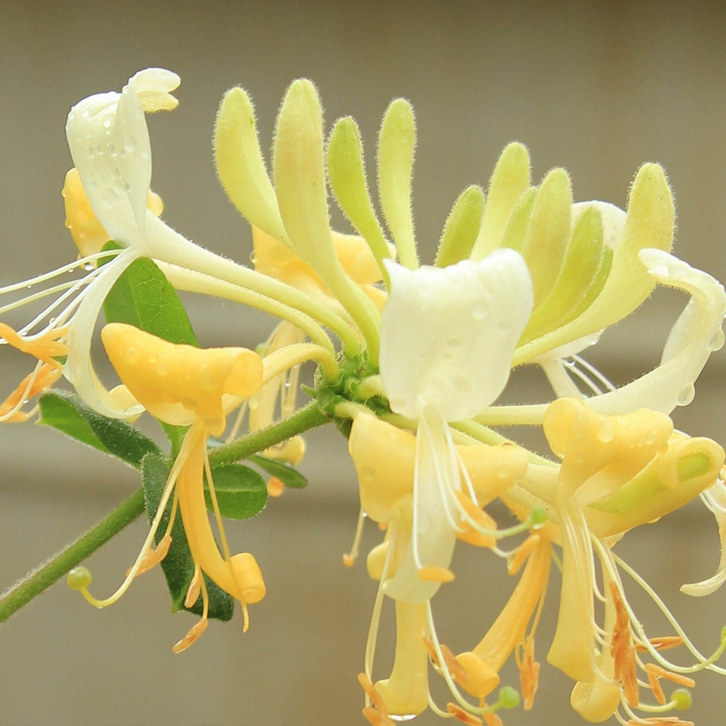 Close-up of a 'Scentsation' Honeysuckle Vine (Lonicera) flower with pale yellow and white petals, curling stamens, and water droplets against a blurred background—an attractive, fragrant garden vine. - Photo Courtesy of Proven Winners, Inc.