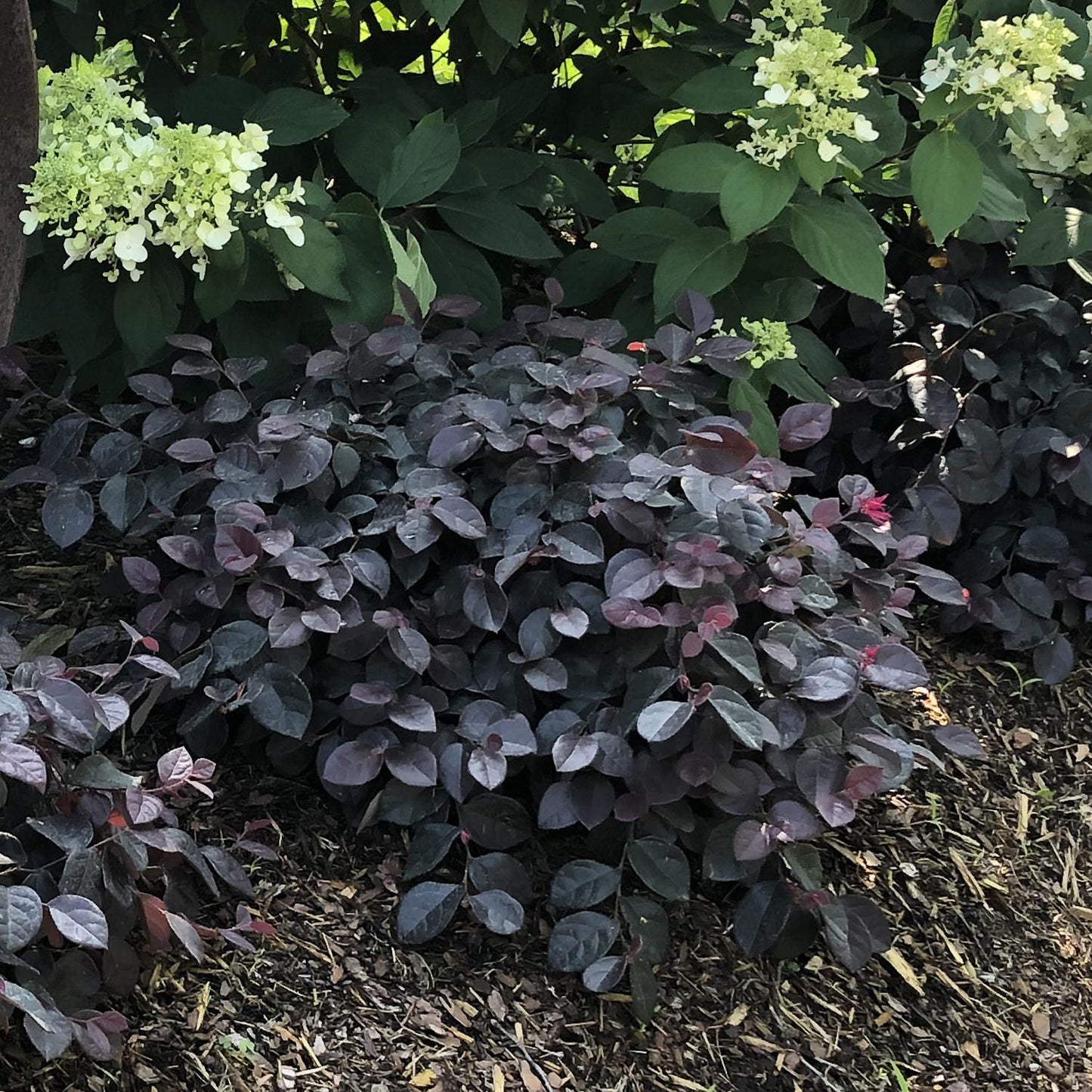 Jazz Hands Bold® White Chinese Fringe-Flower (Loropetalum), a dark purple-leaved shrub with reddish tips, grows before green hydrangea bushes with pale greenish-white blooms; wood chip mulch covers the ground - Photo Property of Garden Crossings LLC.