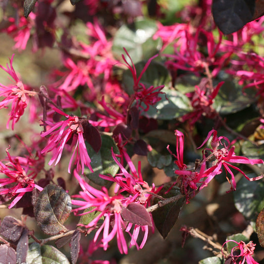 Jazz Hands Bold® White Chinese Fringe -Flower (Loropetalum) - Photo Courtesy of Proven Winners, Inc.