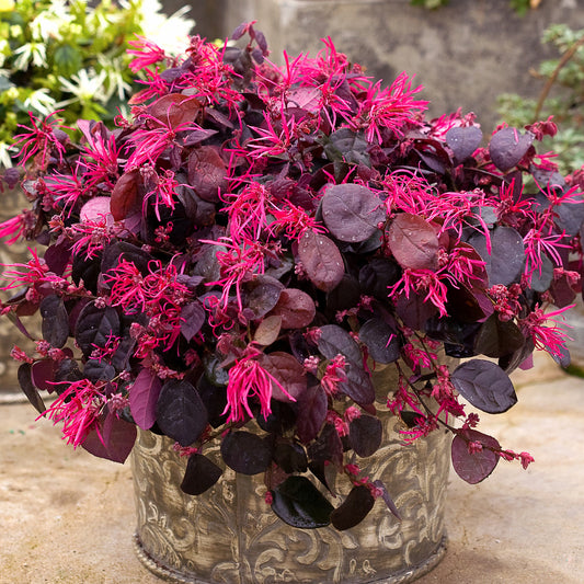 Jazz Hands Bold® White Chinese Fringe -Flower (Loropetalum) - Photo Courtesy of Proven Winners, Inc.