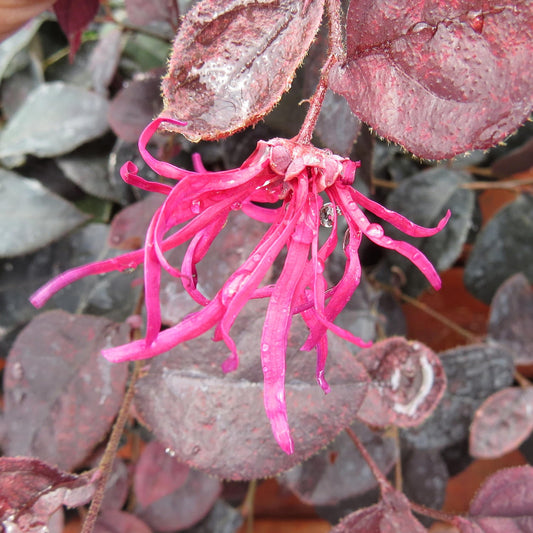 Jazz Hands® Pink White Chinese Fringe -Flower (Loropetalum) - Photo Property of Garden Crossings LLC