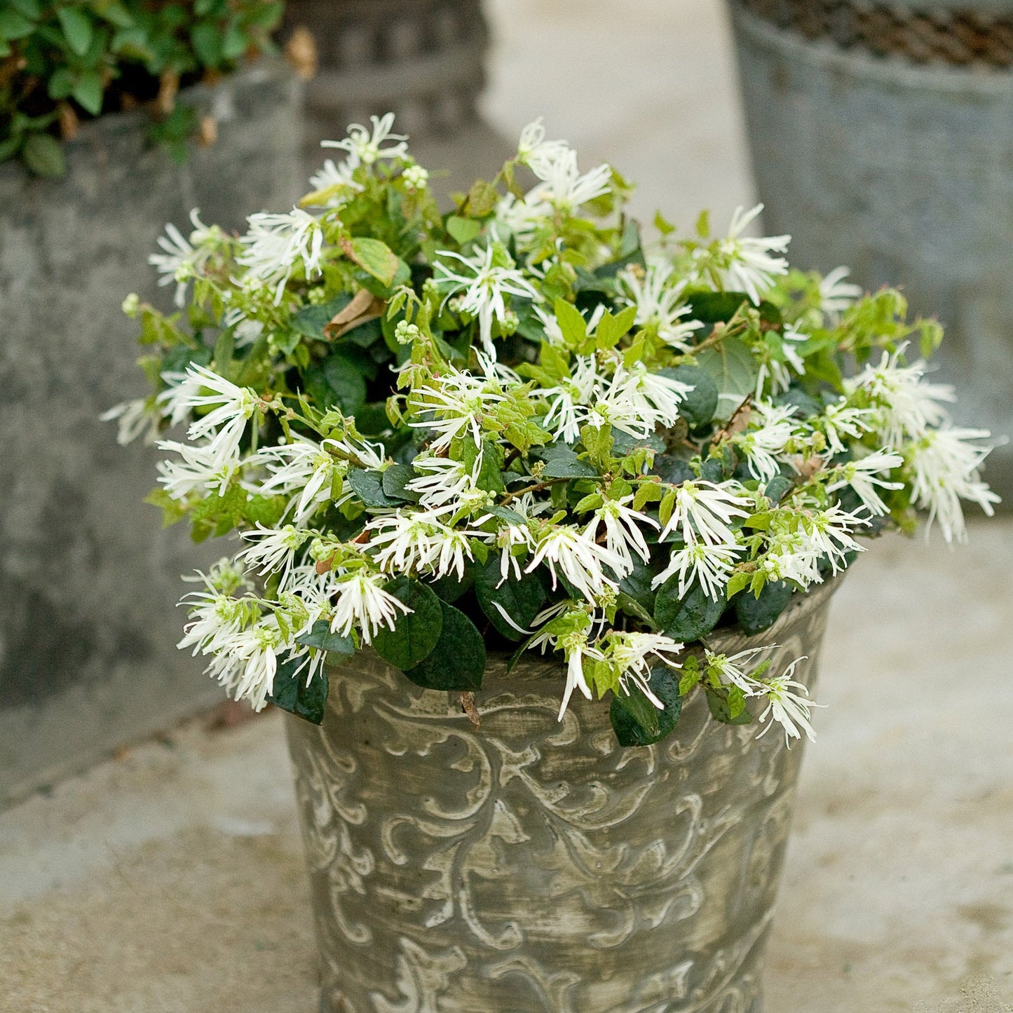 A decorative metal pot holds a lush green Jazz Hands® White Chinese Fringe-Flower (Loropetalum) shrub with many small, fringed white blooms on a light-colored surface - Photo Courtesy of Proven Winners, Inc. Decorative pot not included.