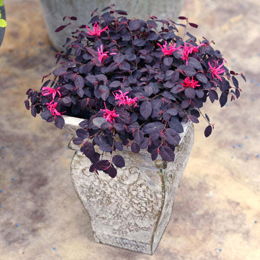 Jazz Hands Mini® White Chinese Fringe -Flower (Loropetalum) - Photo Courtesy of Proven Winners, Inc.
