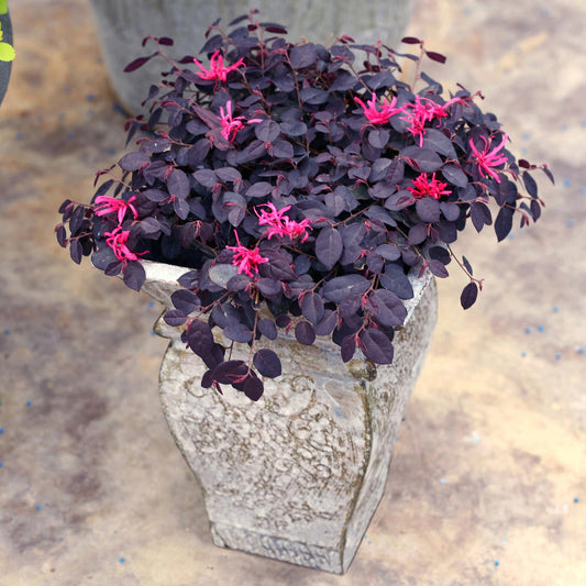 Jazz Hands Mini® White Chinese Fringe -Flower (Loropetalum) - Photo Courtesy of Proven Winners, Inc.
