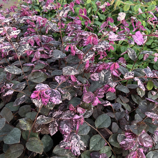 Jazz Hands Variegated® White Chinese Fringe-Flower (Loropetalum) features dense, dark green leaves adorned with bright pink and white variegation, creating vibrant, eye-catching foliage for your garden - Photo Property of Garden Crossings LLC.