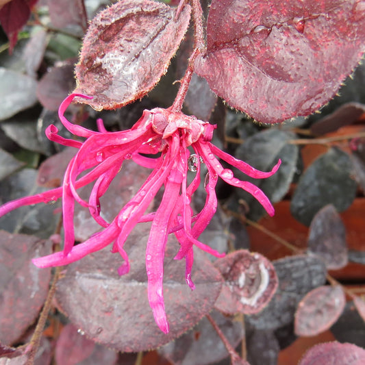 A close-up of Jazz Hands Variegated® White Chinese Fringe-Flower (Loropetalum) shows delicate, thin white petals with water droplets, framed by muted purple and green variegated leaves - Photo Property of Garden Crossings LLC.