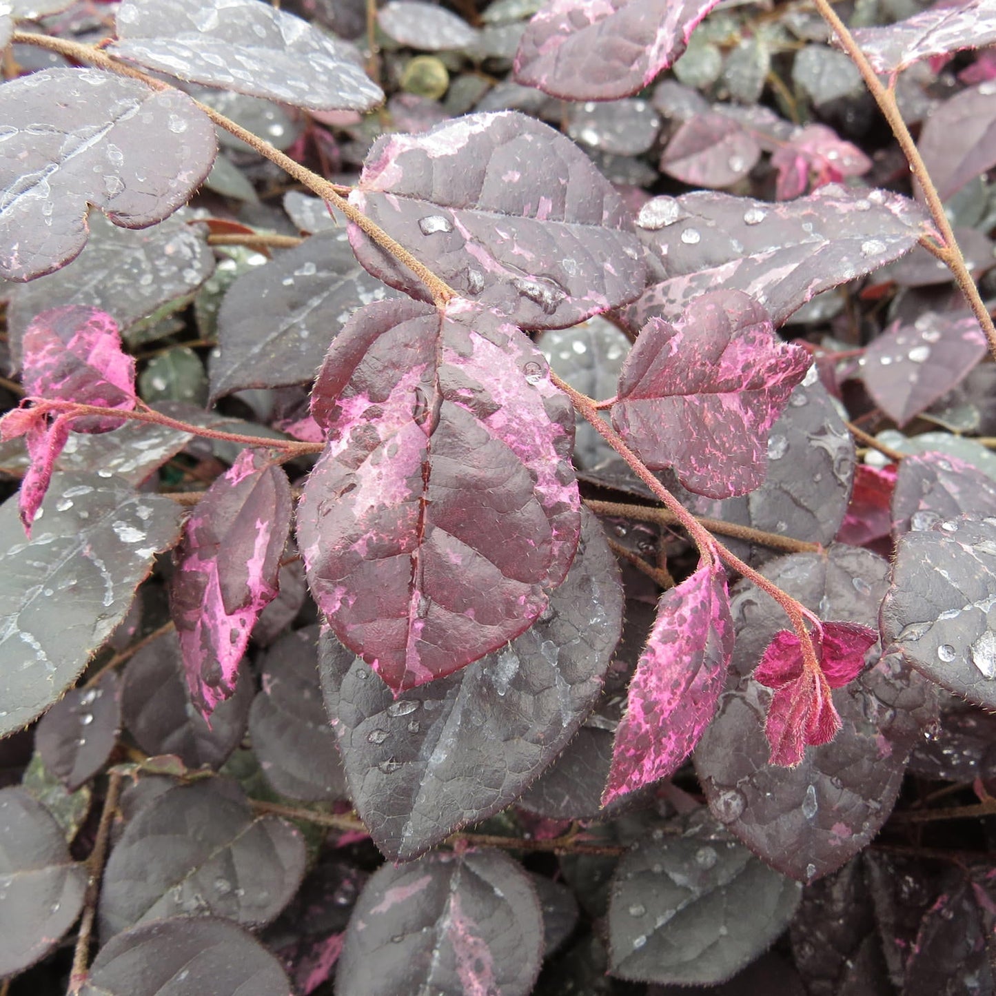 Close-up of Jazz Hands Variegated® White Chinese Fringe-Flower (Loropetalum) leaves, a shrub with textured foliage covered in water droplets, showcasing a mix of deep purple and bright pink hues - Photo Property of Garden Crossings LLC.