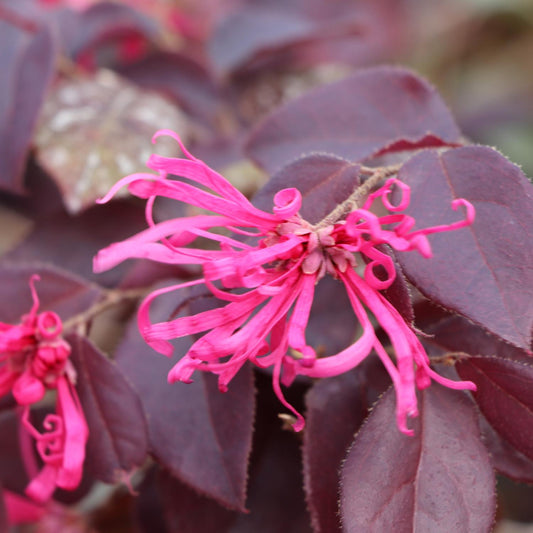 Jazz Hands® Velvet Chinese Fringe-Flower (Loropetalum) - Photo Courtesy of Proven Winners, Inc.
