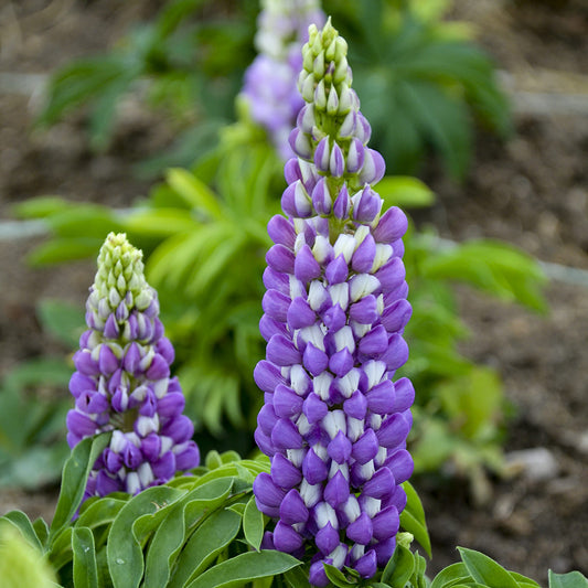 Mini Gallery™ Blue Bicolor Lupine (Lupinus) features tall purple flower spikes with densely packed petals blooming among green leaves, highlighting this striking native perennial spring flower in your garden - Photo Courtesy of Walters Gardens, Inc.