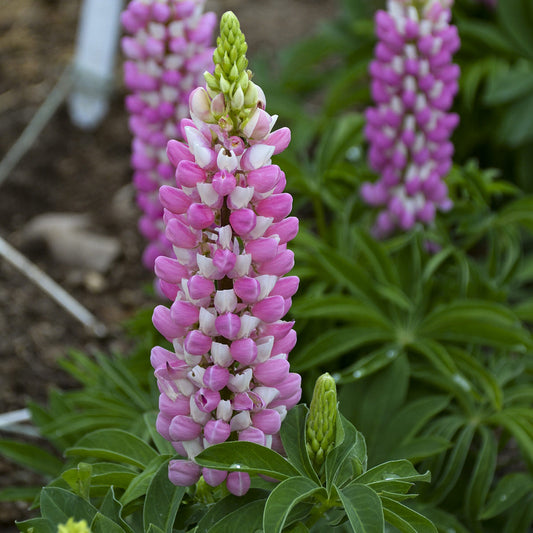 Close-up of a tall, cone-shaped cluster of Mini Gallery™ Pink Bicolor Lupine (Lupinus), a striking perennial spring flower, rises among green, palm-shaped leaves in a garden with additional lupine spikes in the background - Photo Courtesy of Walters Gardens, Inc.