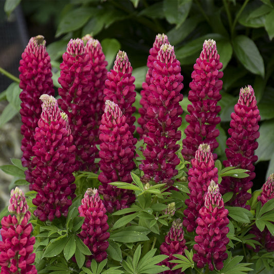 Close-up of a Mini Gallery™ Red Lupine (Lupinus) features tall spikes of vibrant deep pink flowers tightly clustered on upright stems, set against lush green foliage, making a striking compact addition to your garden - Photo Courtesy of Walters Gardens, Inc.