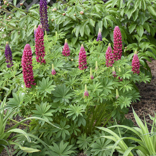 Mini Gallery™ Red Lupine (Lupinus) forms a lush cluster of compact plants with tall, cone-shaped flower spikes in striking red, pink, and purple, adding vibrant color to your garden bed among other leafy plants - Photo Courtesy of Walters Gardens, Inc.