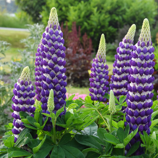 Westcountry™ 'Blacksmith' Lupine (Lupinus) - Photo Courtesy of Ball Horticulure, Inc.