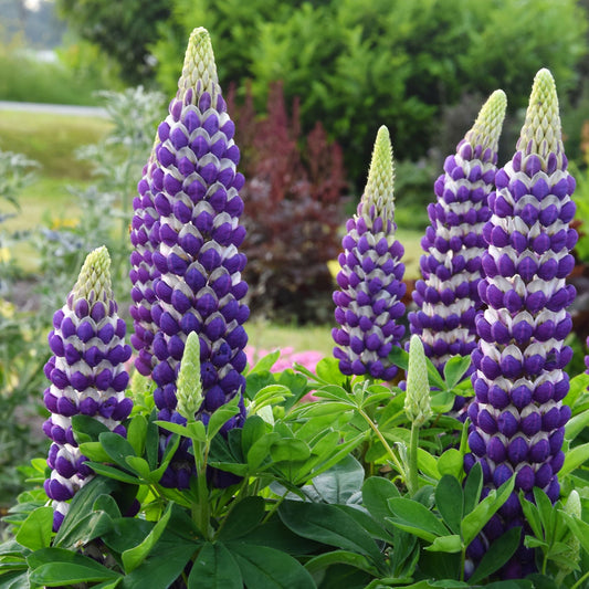 Tall spikes of purple and white Westcountry™ 'Blacksmith' Lupine (Lupinus) stand above green foliage in the garden, with blurred greenery and shrubs behind - Photo Courtesy of Ball Horticulture, Inc.