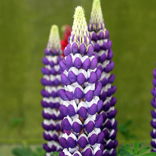 Close-up of a Westcountry™ 'Blacksmith' Lupine (Lupinus) flower spike in bloom, with similar native perennial lupines softly blurred against a green background - Photo Courtesy of Ball Horticulture, Inc.