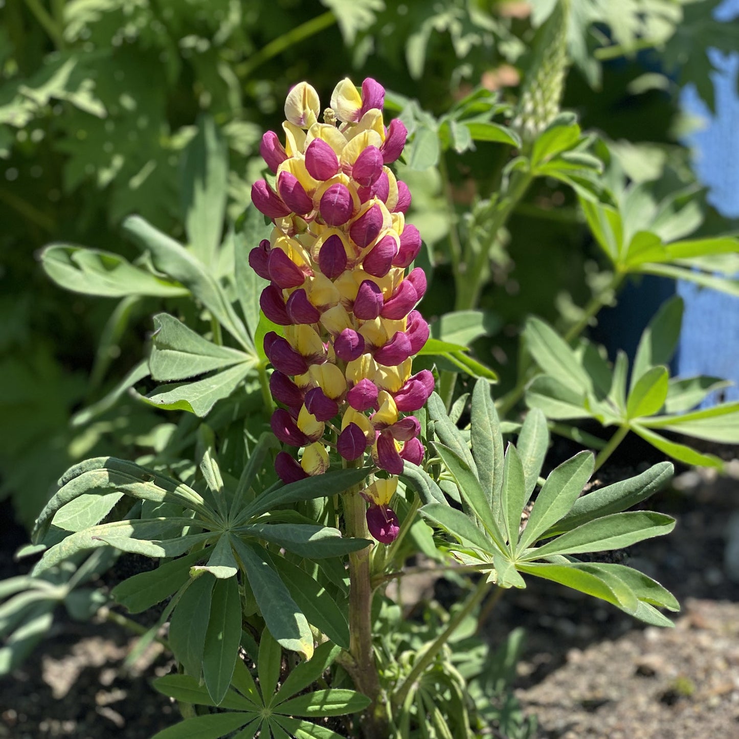 A close-up of Westcountry™ 'Manhattan Lights' Lupine (Lupinus), a stunning perennial with yellow and purple blooms, set among green leaves in a sunlit garden with softly blurred foliage behind - Photo Property of Garden Crossings LLC.