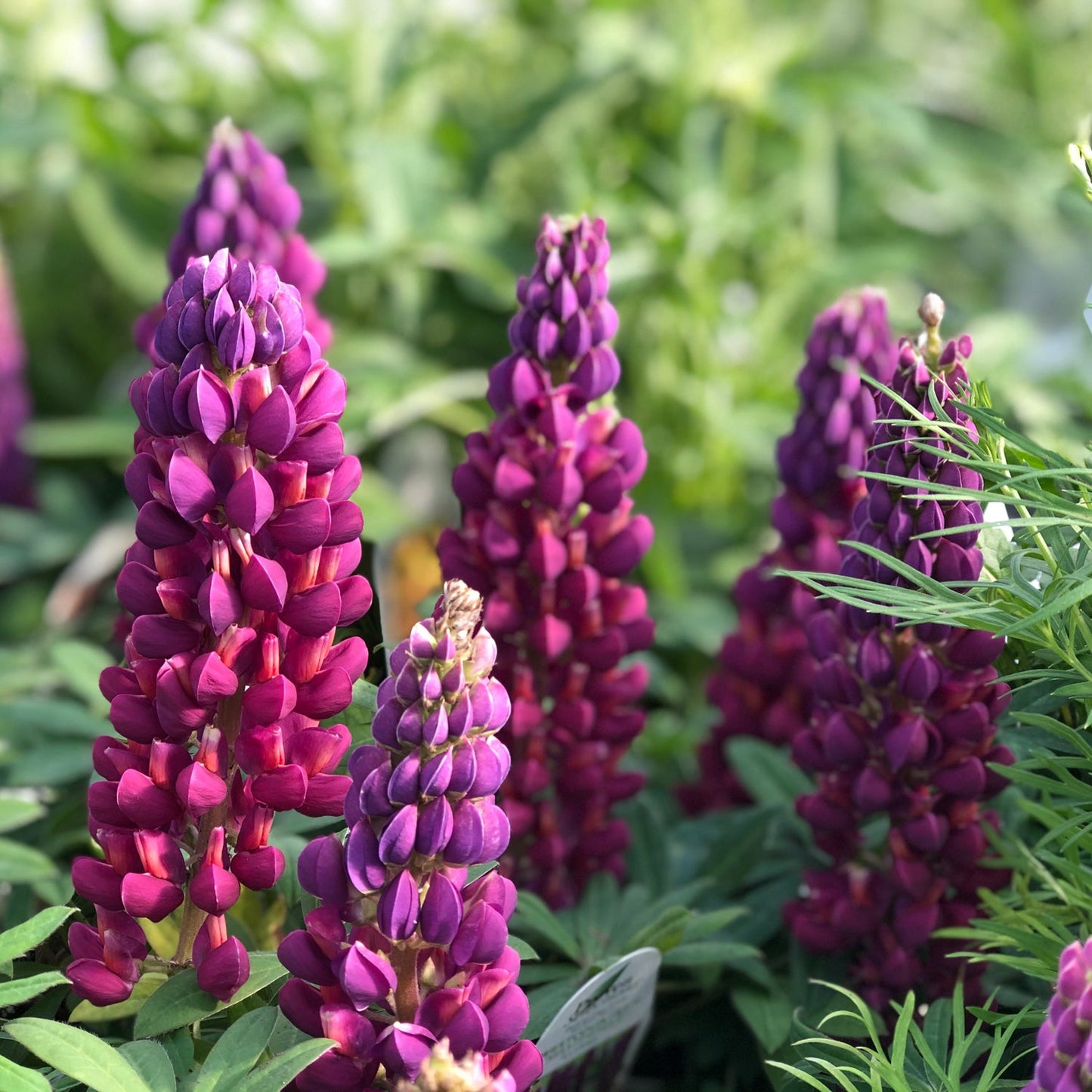 Close-up of clusters of vibrant purple and magenta Westcountry™ 'Masterpiece' Lupine (Lupinus) flowers bloom among lush green foliage, their striking petals illuminated softly by sunlight - Photo Property of Garden Crossings LLC.