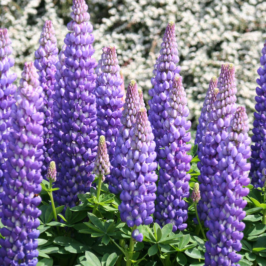 Tall spikes of vibrant purple Westcountry™ 'Persian Slipper' Lupine (Lupinus) flowers stand close together with green leaves and a blurred background - Photo Courtesy of Ball Horticulture, Inc.