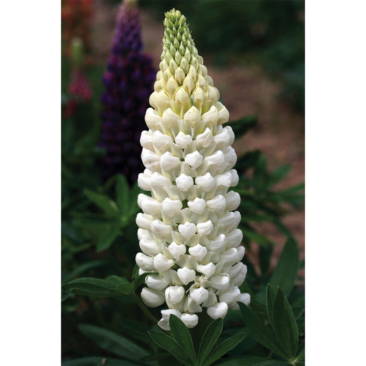 Westcountry™ 'Polar Princess' Lupine (Lupinus) - Photo Courtesy of Ball Horticulure, Inc.