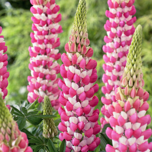 Close up of spikes of spring-blooming Westcountry™ 'Rachel De Thame' Lupine (Lupinus) stand upright among green foliage, their vibrant pink and white petals highlighted against a blurred background - Photo Courtesy of Ball Horticulture, Inc.