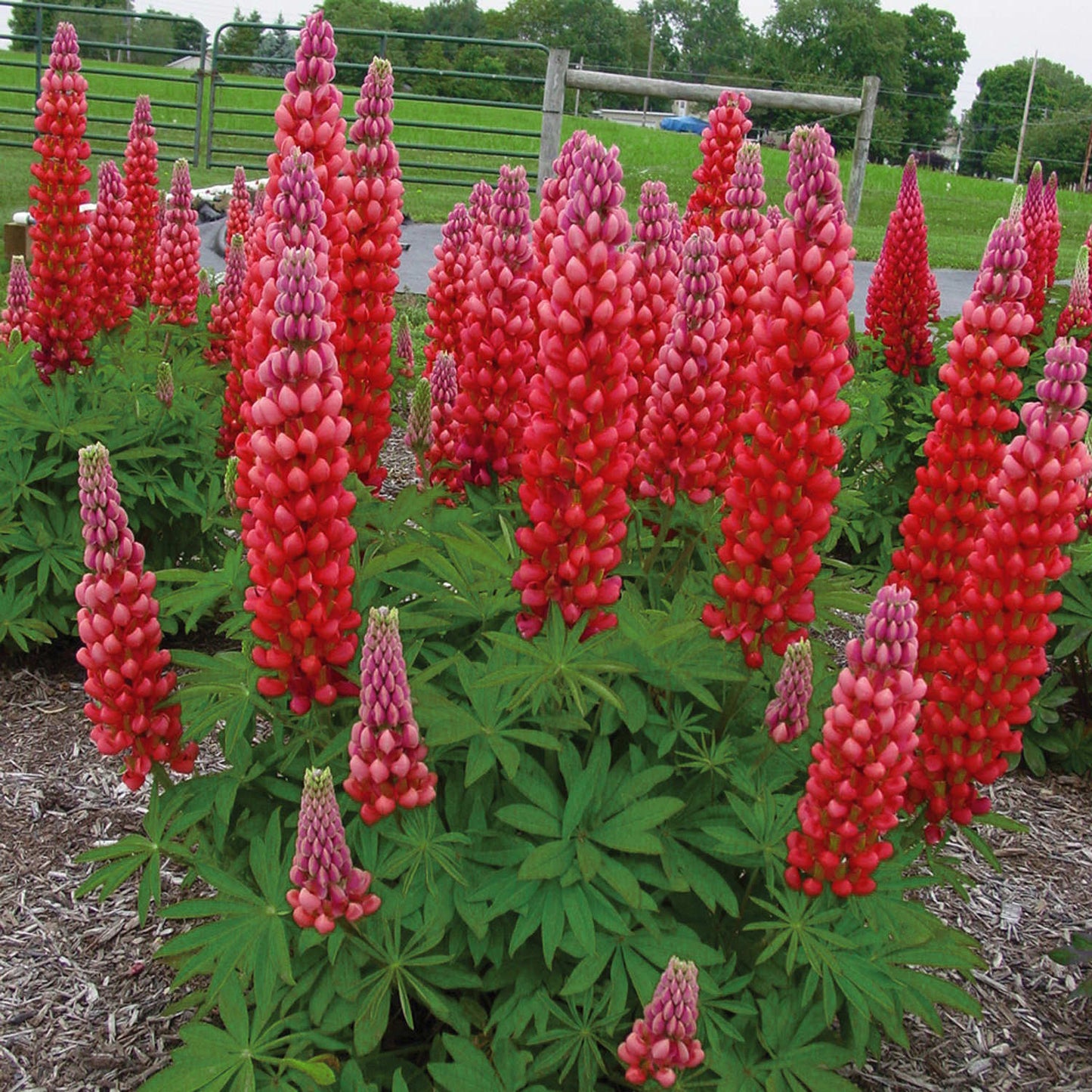 Tall spikes of Westcountry™ 'Red Rum' Lupine (Lupinus) flowers stand above palm-shaped green leaves with a wooden fence and grassy field in the background - Photo Courtesy of Ball Horticulture, Inc.