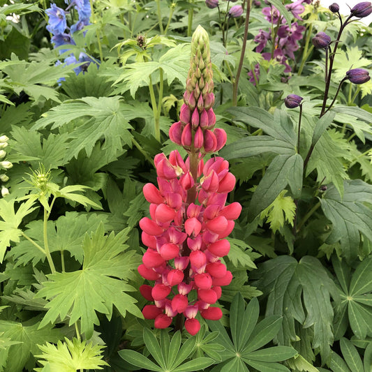 A tall Westcountry™ 'Red Rum' Lupine (Lupinus) stands upright among green foliage, its striking red flower spikes creating an eye-catching perennial with hints of purple and blue blooms in the background - Photo Property of Garden Crossings LLC.