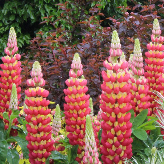 Westcountry™ 'Tequila Flame' Lupine (Lupinus) features tall spikes of pink and yellow bi-colored flowers with green leaves and reddish foliage, forming dense perennial clusters in a lush garden setting. - Photo Courtesy of Ball Horticulture