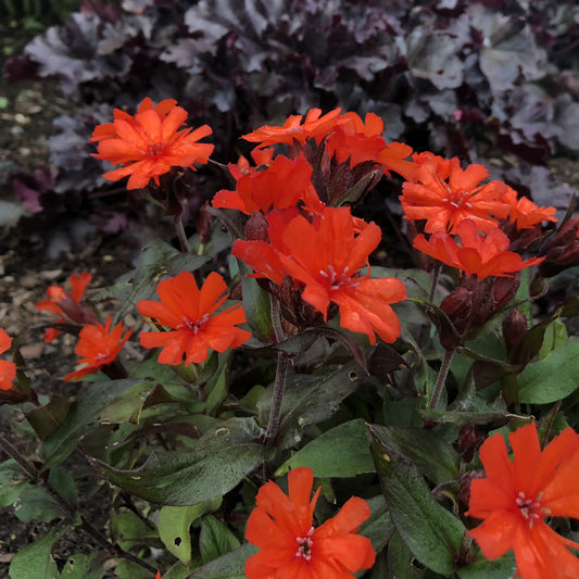 Orange Gnome' Catchfly (Lychnis) - Photo Property of Garden Crossings LLC