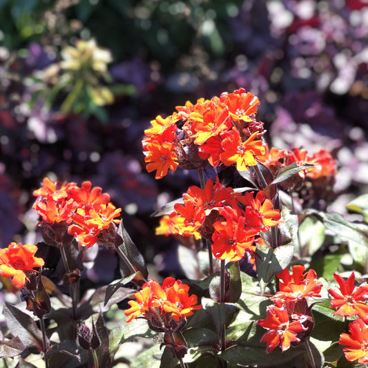 Orange Gnome' Catchfly (Lychnis) - Photo Property of Garden Crossings LLC