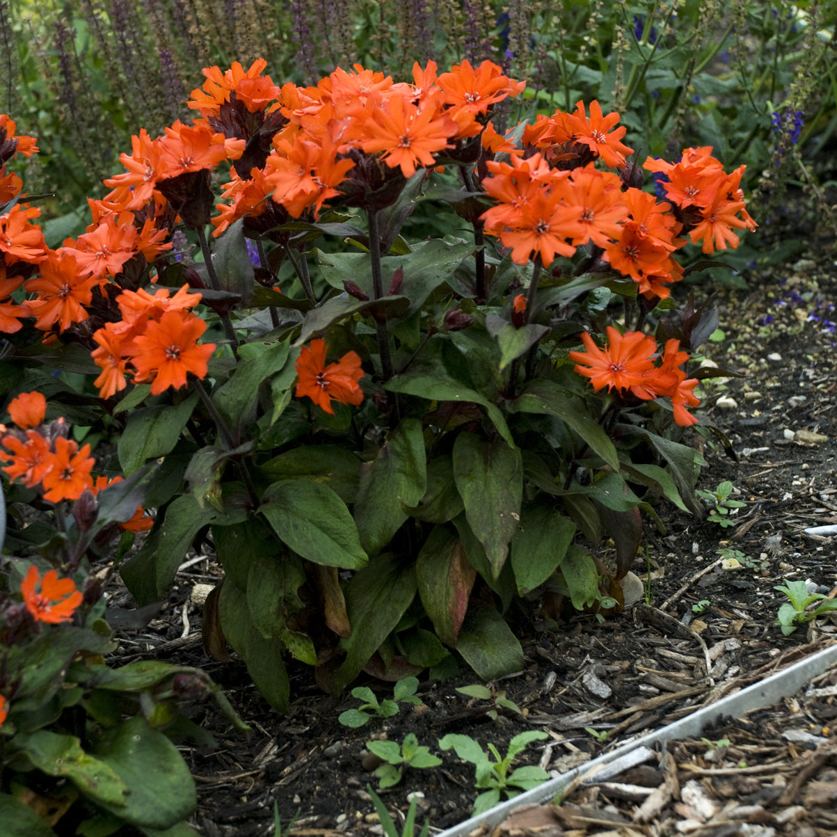 A cluster of vibrant 'Orange Gnome' Catchfly (Lychnis) blooms with star-shaped orange petals above dark green leaves in a garden bed, accented by soil, mulch, and other sun-loving plants in the background - Photo Courtesy of Walters Gardens, Inc.