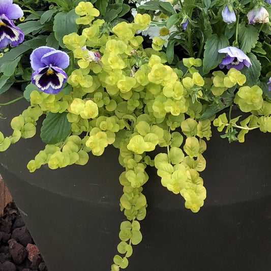 Goldilocks' Creeping Jenny (Lysimachia) trails over a dark planter with bright yellow-green leaves, accented by blooming purple and white pansies amid green foliage. Ideal as vibrant ground cover - Photo Property of Garden Crossings LLC. Decorative pot not included.