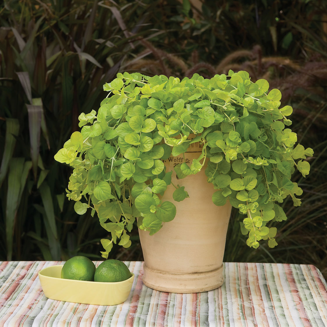 Goldilocks' Creeping Jenny (Lysimachia) with round leaves sits in a cream pot on a striped tablecloth beside a yellow dish holding two limes, with tall dark foliage in the background - Photo Courtesy of Proven Winners, Inc. Decorative pot not included.