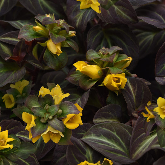 Night Light' Moneywort (Lysimachia) - Photo Courtesy of Ball Horticulure, Inc.