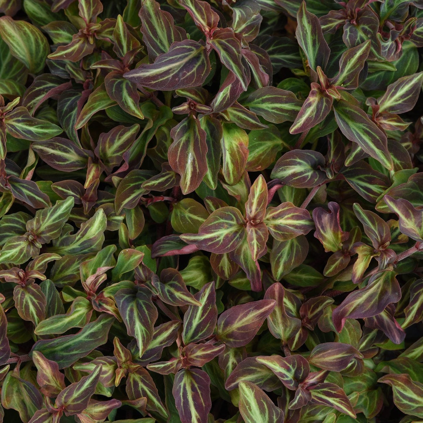 Close-up of dense green foliage with purple and pinkish-red veined leaves—'Night Light' Moneywort (Lysimachia) offers vibrant, multicolored ground cover, perfect for adding bold interest to any shade garden perennial display - Photo Courtesy of Ball Horticulture, Inc.