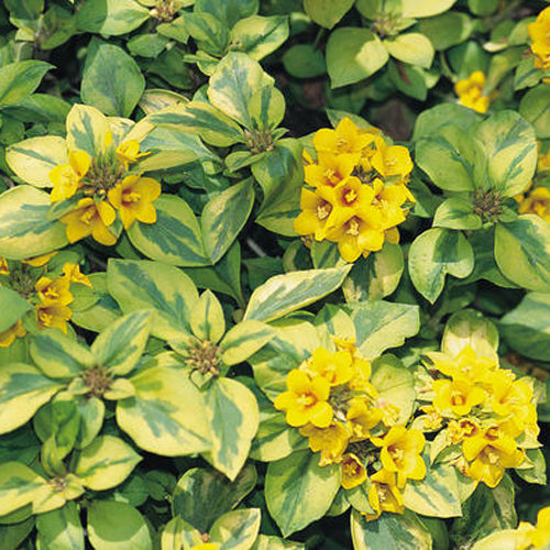 Waikiki Sunset® Lysimachia features clusters of bright yellow flowers and dense, oval green leaves with creamy yellow edges, creating a vibrant variegated ground cover that enhances any garden - Photo Courtesy of Proven Winners, Inc.