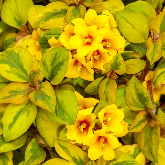 Waikiki Sunset® Lysimachia features bright yellow flowers with orange-red centers and showy stamens, set off by vibrant green and yellow variegated leaves. This standout plant offers eye-catching color as a striking ground cover - Photo Courtesy of Proven Winners, Inc.